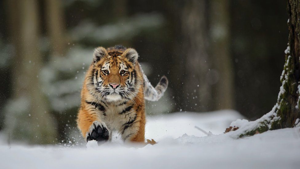 Detail Images Of Tigers Nomer 54