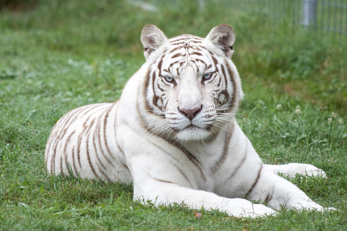 Detail Images Of Tigers Nomer 57