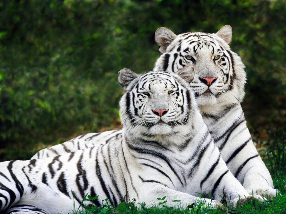 Detail Images Of Tigers Nomer 58
