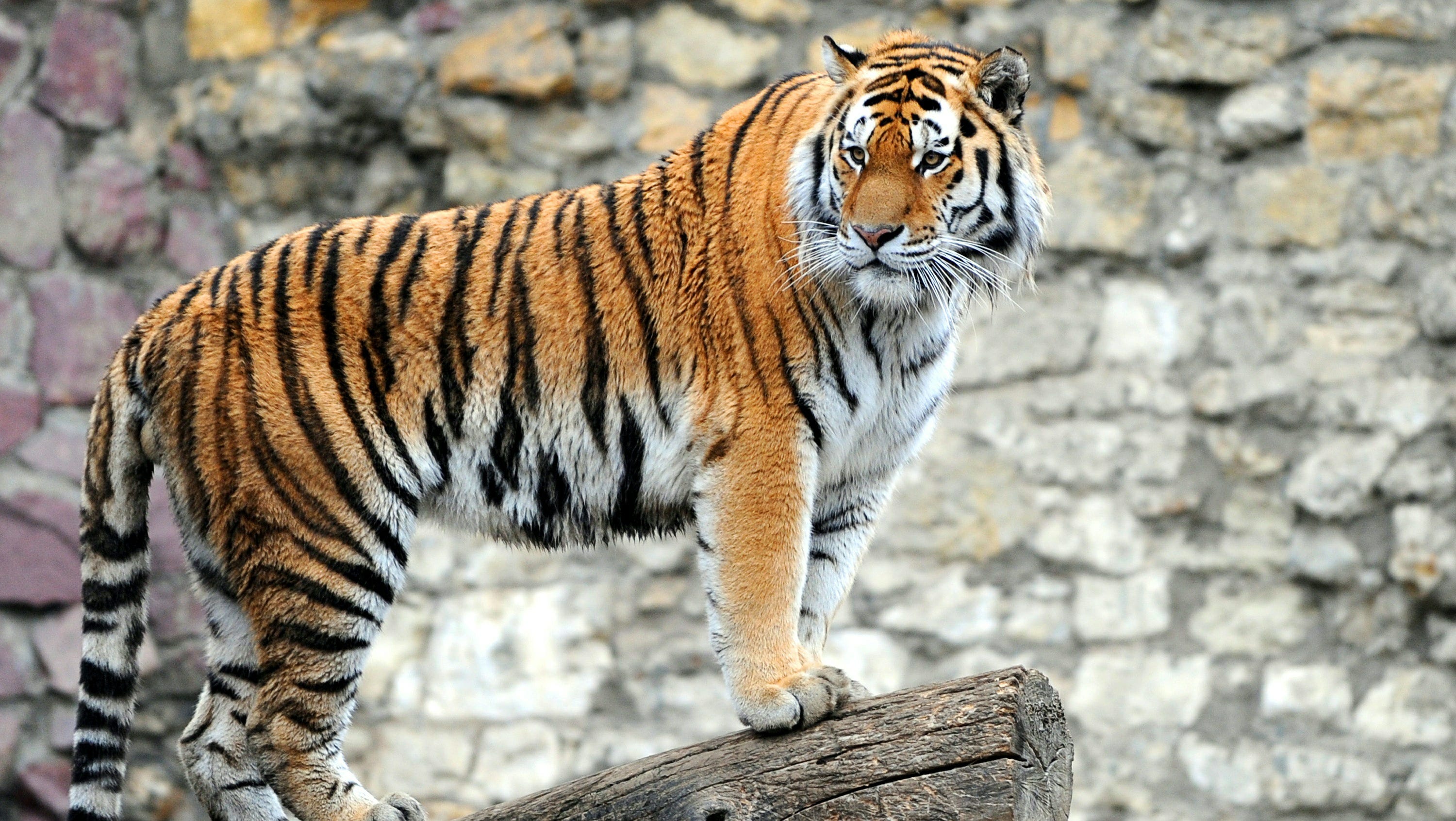 Detail Images Of Tigers Nomer 8