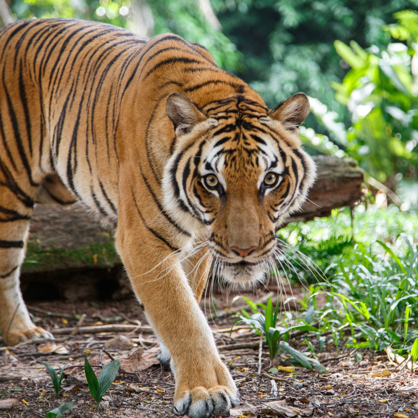 Detail Images Of Tigers Nomer 9