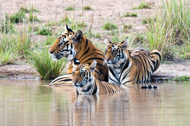 Detail Images Of Tigers Nomer 10
