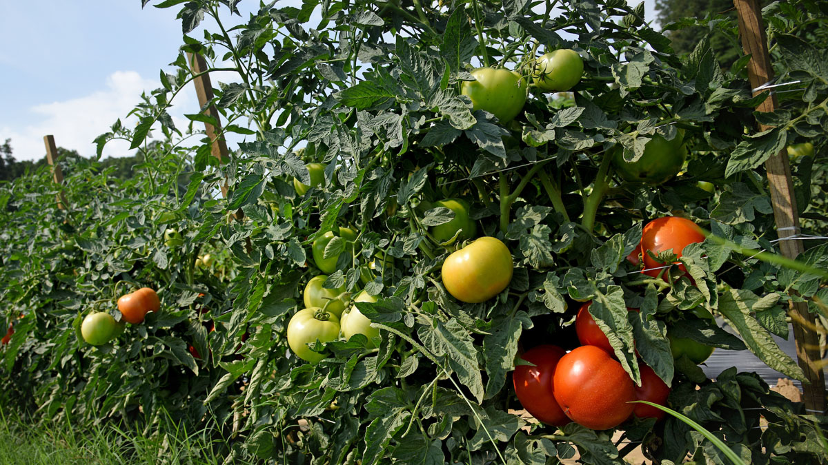 Detail Images Of Tomato Nomer 29