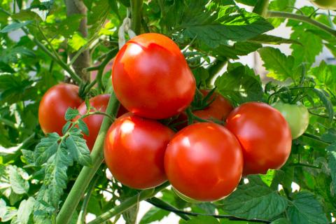 Detail Images Of Tomatoes Nomer 16