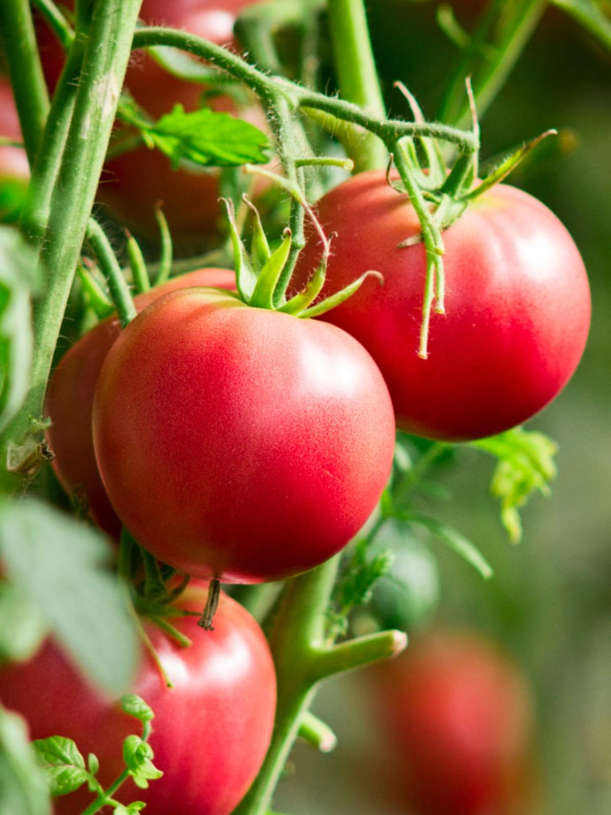 Detail Images Of Tomatoes Nomer 4