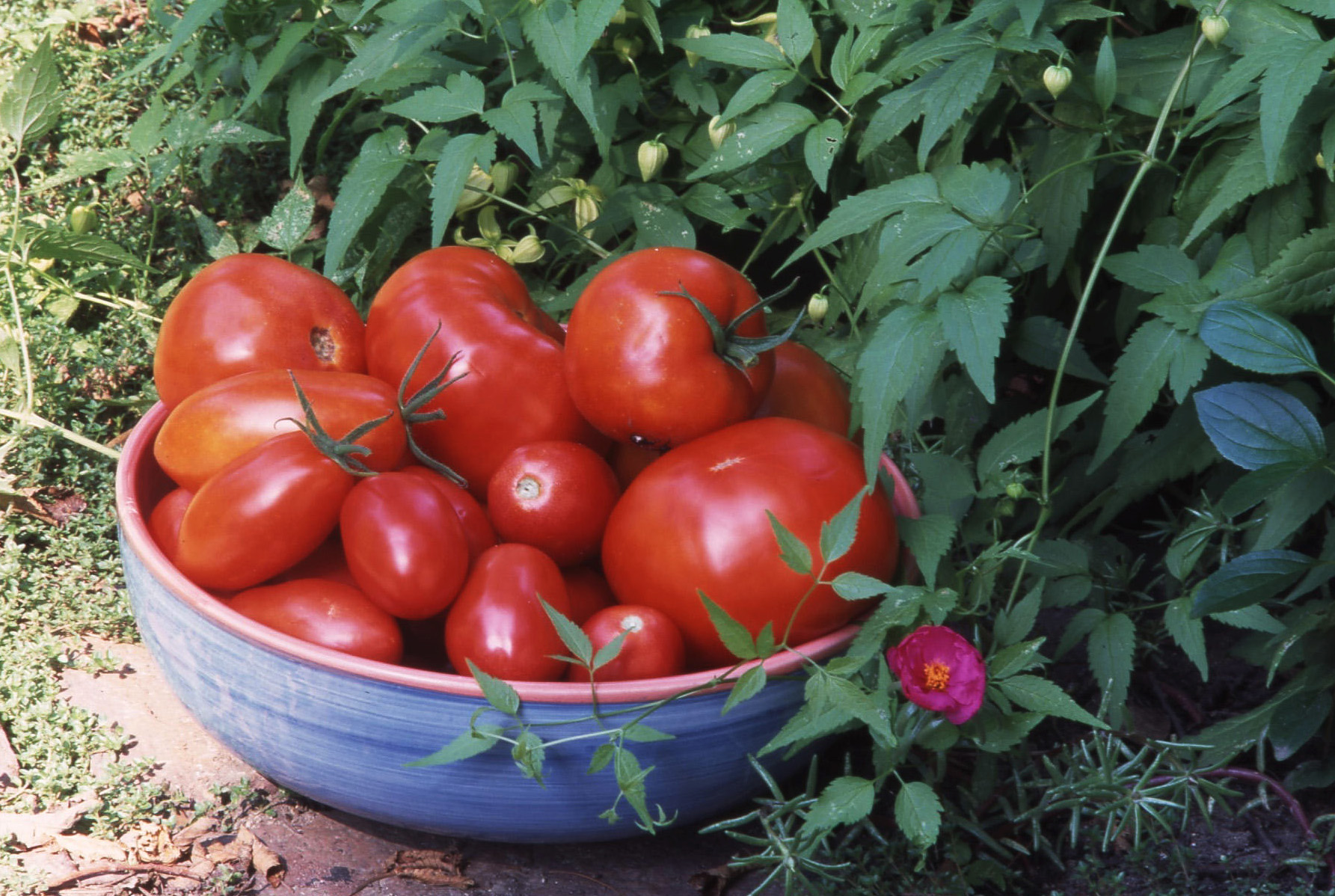 Detail Images Of Tomatoes Nomer 39