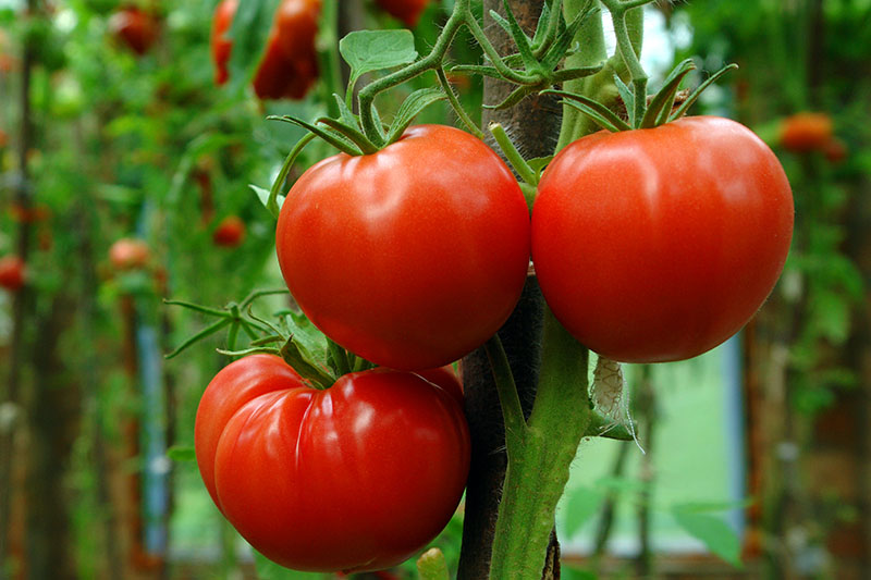 Detail Images Of Tomatoes Nomer 53