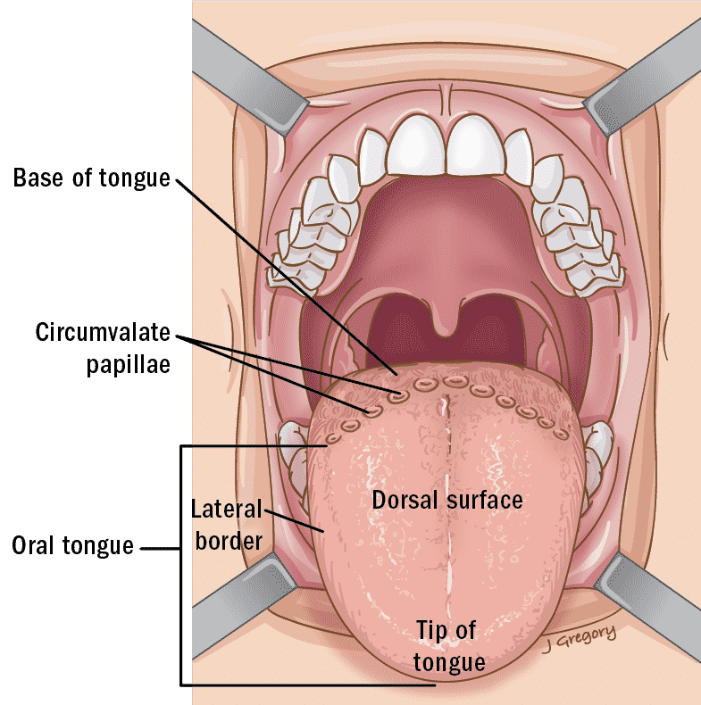 Detail Images Of Tongue Nomer 15