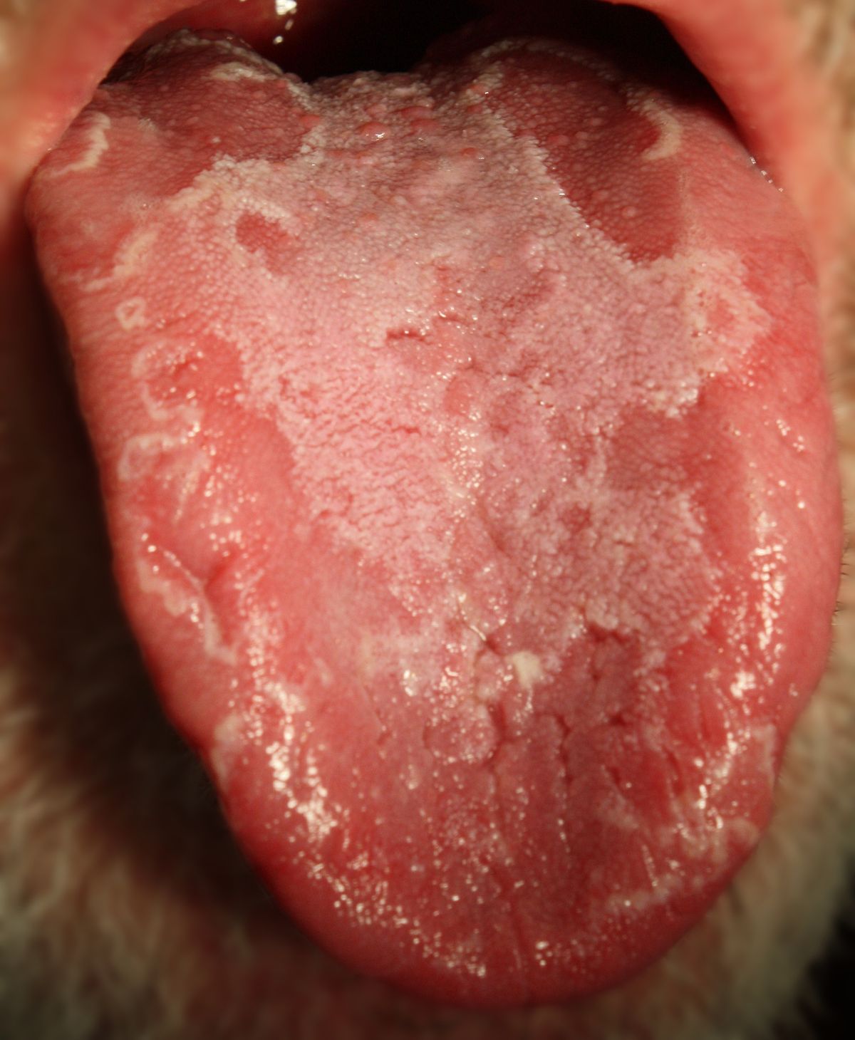 Detail Images Of Tongue Nomer 35