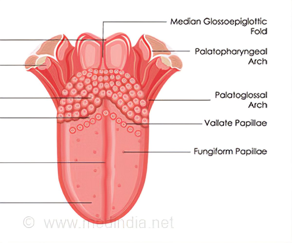 Detail Images Of Tongue Nomer 52