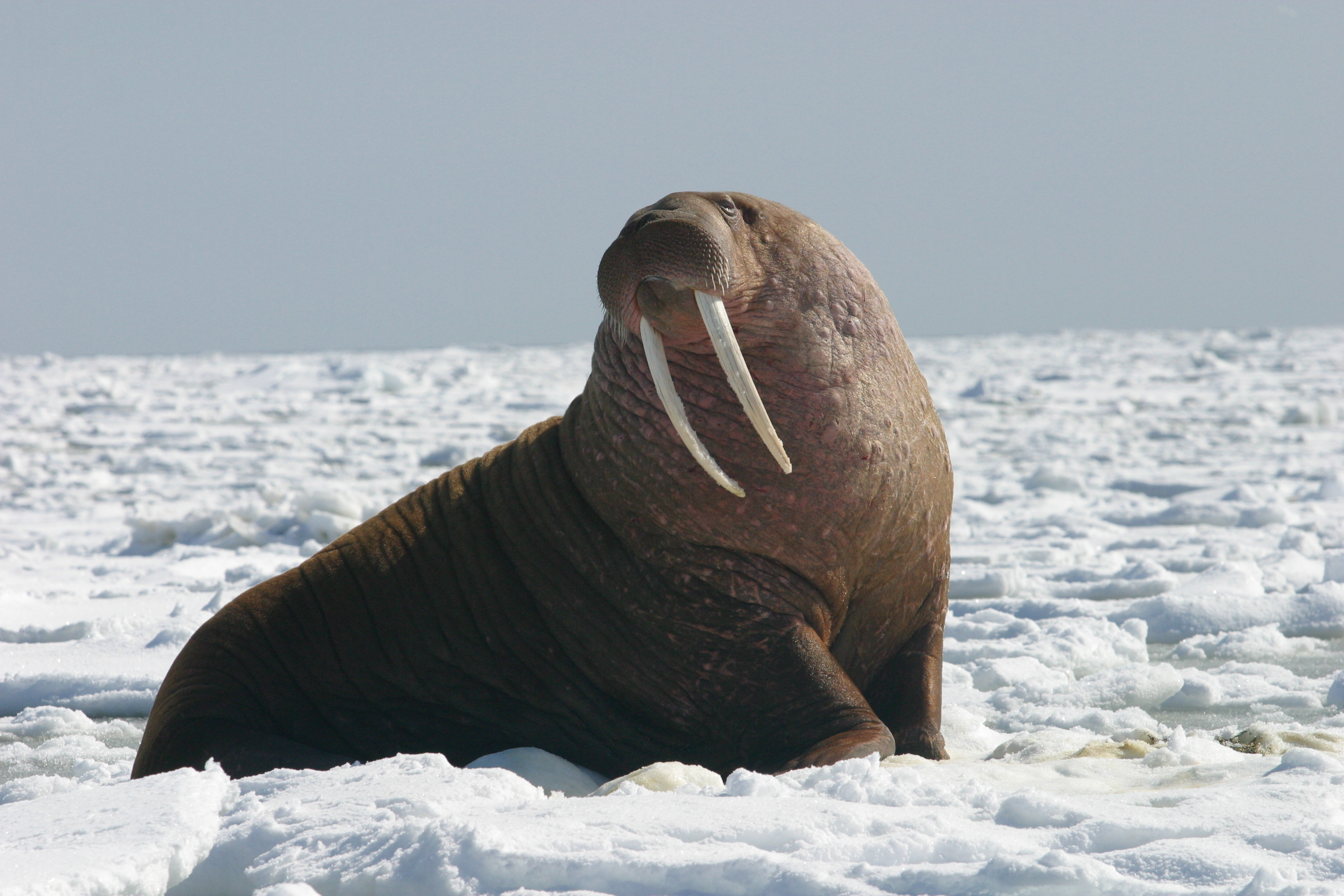 Images Of Walruses - KibrisPDR