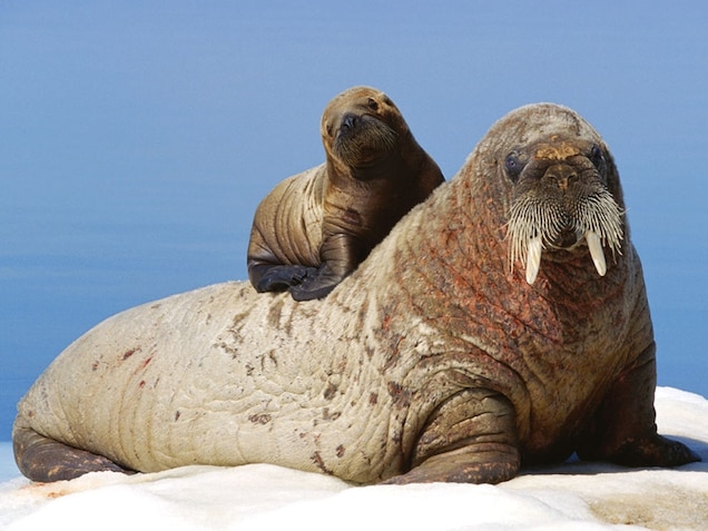 Download Images Of Walruses Nomer 44