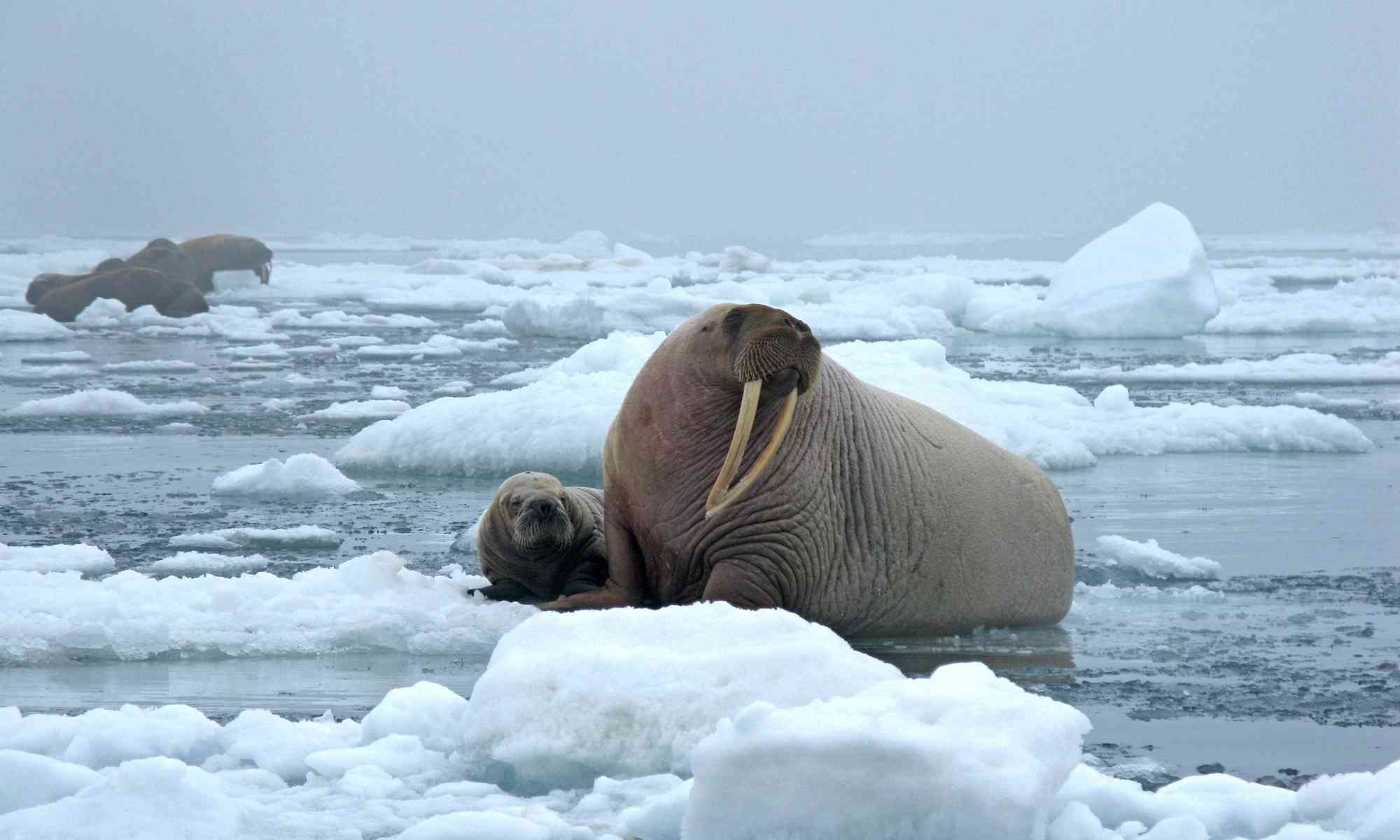 Detail Images Of Walruses Nomer 7