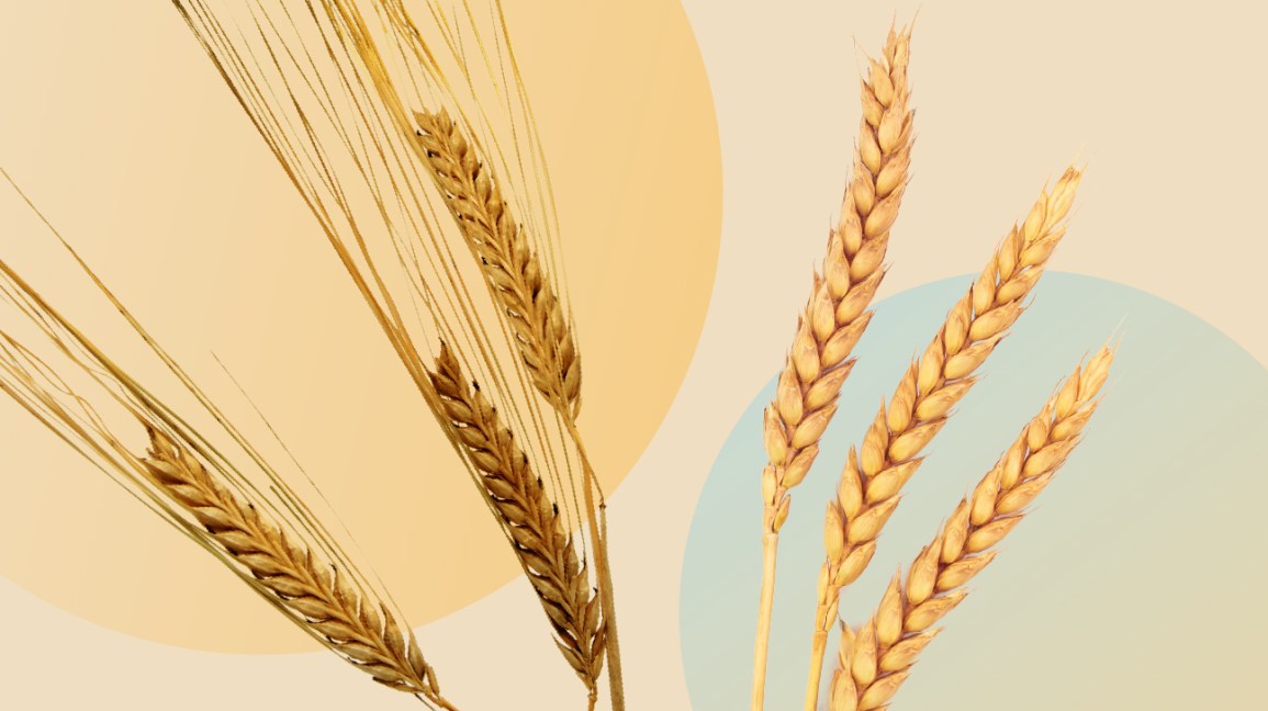 Detail Images Of Wheat Nomer 26