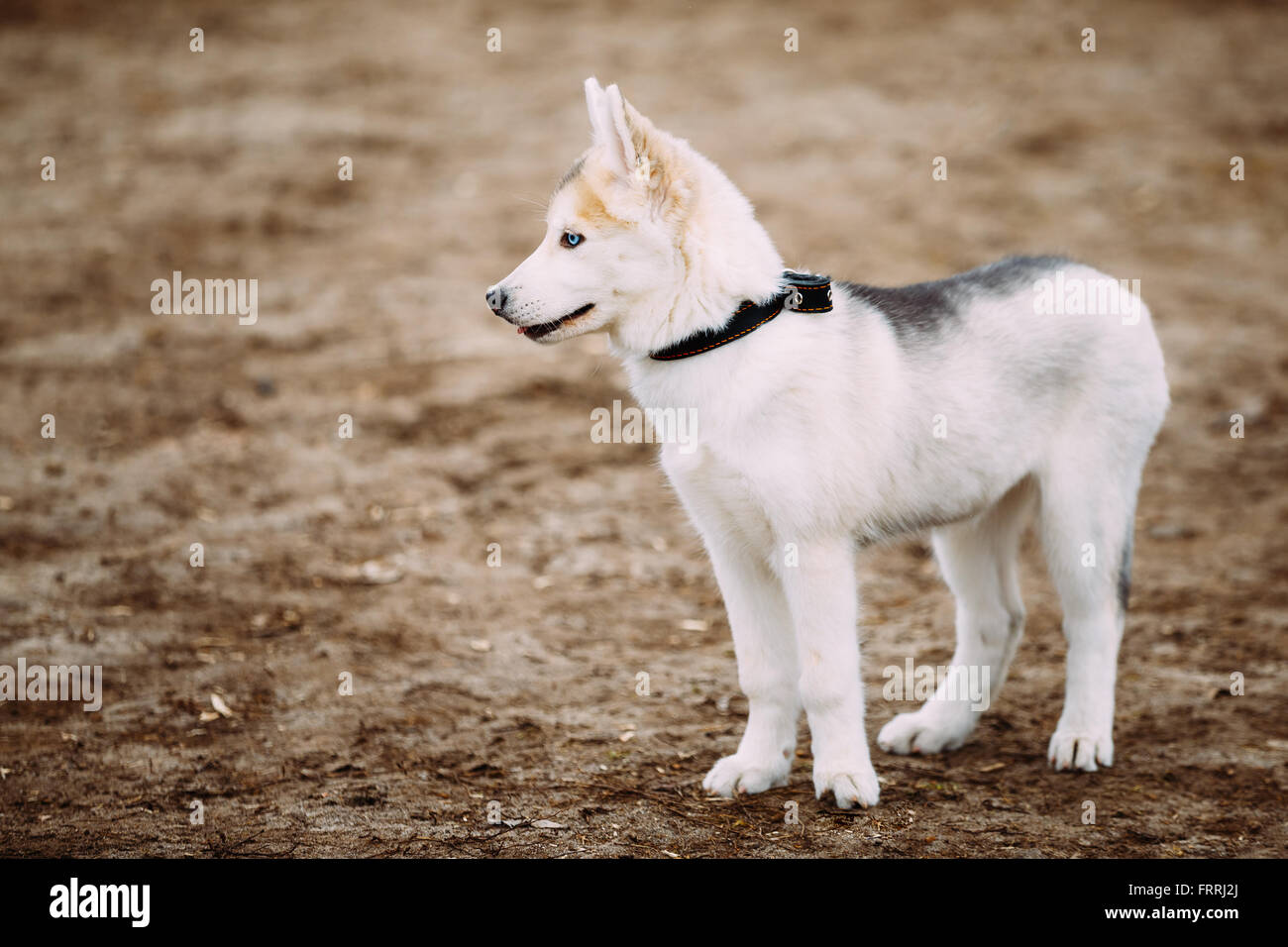 Detail Images Of White Huskies Nomer 36