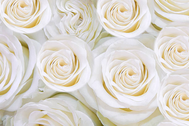 Detail Images Of White Roses Nomer 19