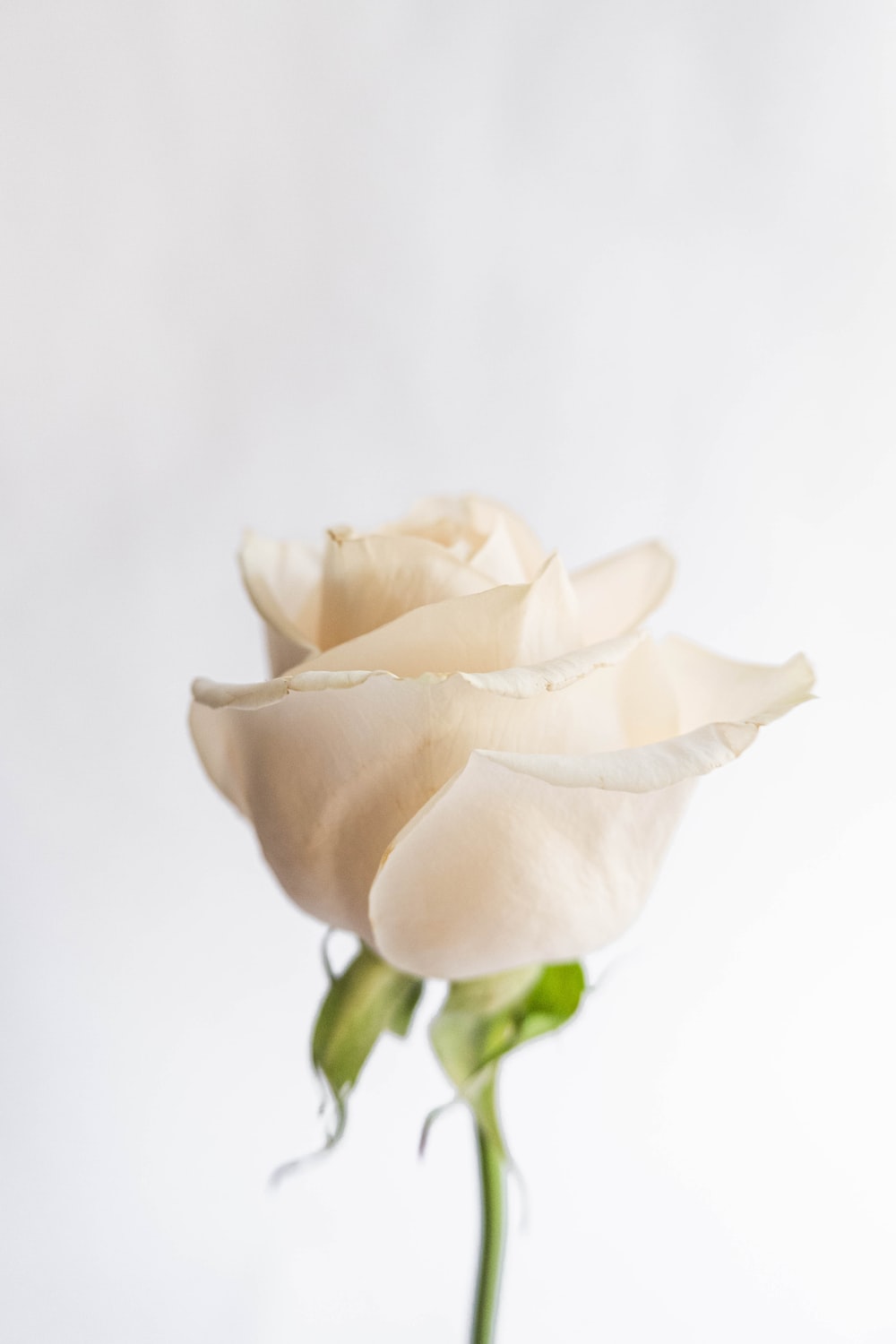 Detail Images Of White Roses Nomer 28