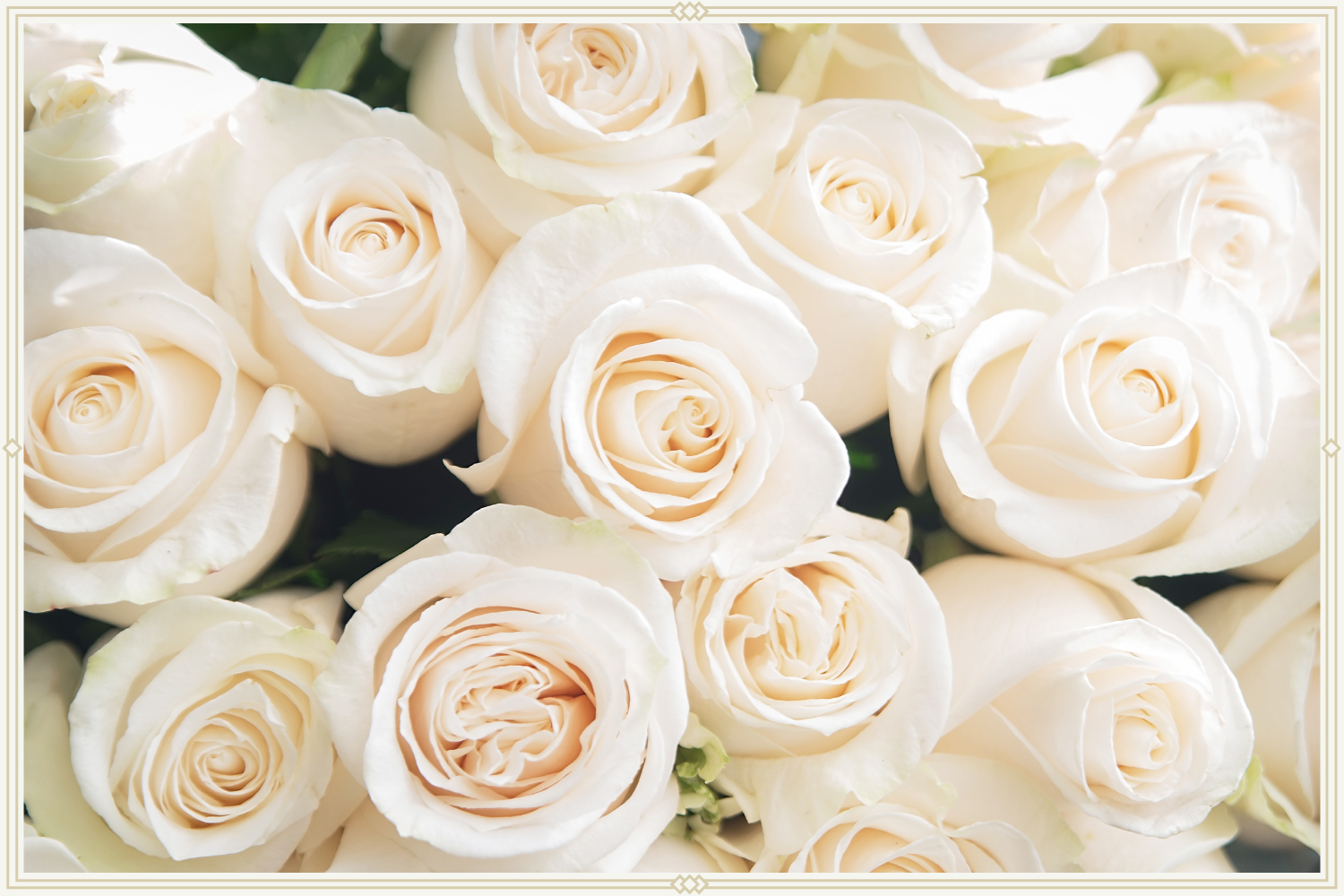 Detail Images Of White Roses Nomer 40