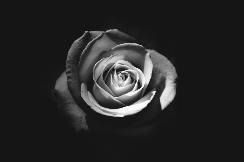 Detail Images Of White Roses Nomer 43