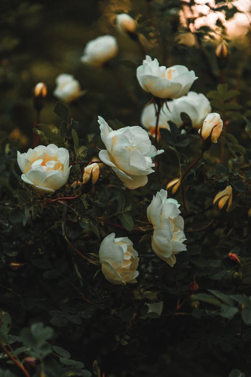 Detail Images Of White Roses Nomer 51