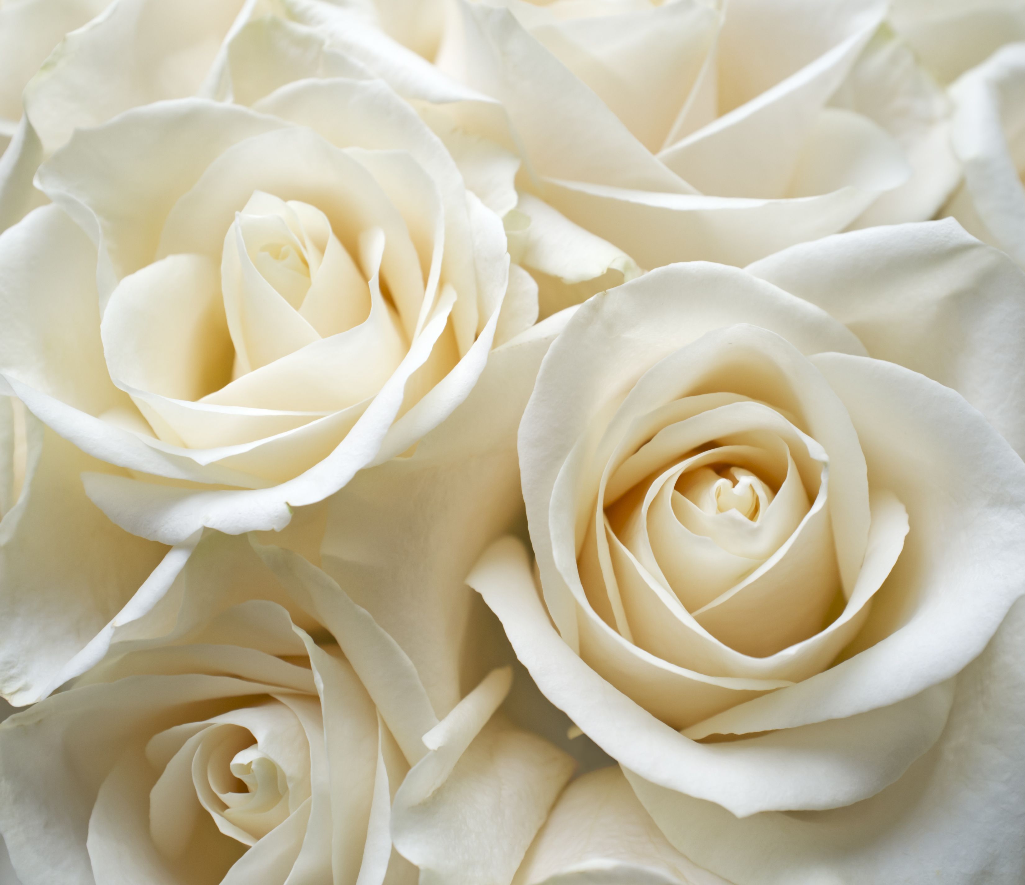 Detail Images Of White Roses Nomer 9