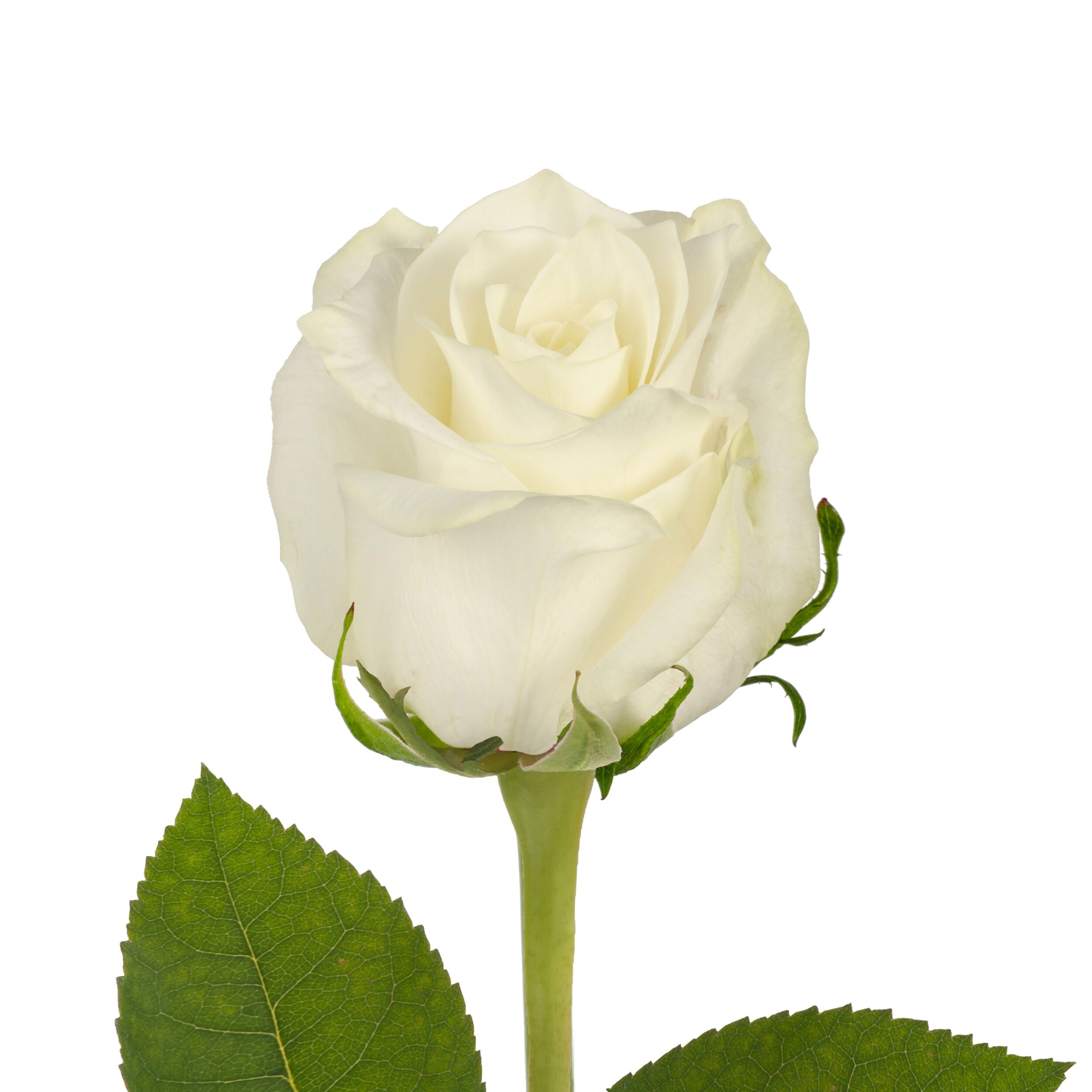 Detail Images Of White Roses Nomer 10