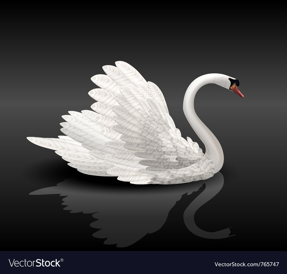 Detail Images Of White Swans Nomer 13