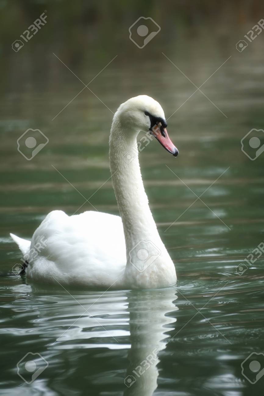 Detail Images Of White Swans Nomer 15