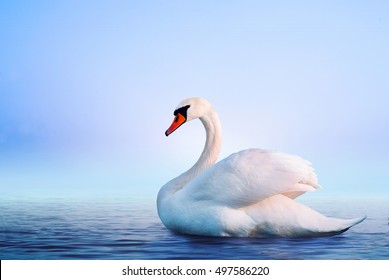 Detail Images Of White Swans Nomer 18