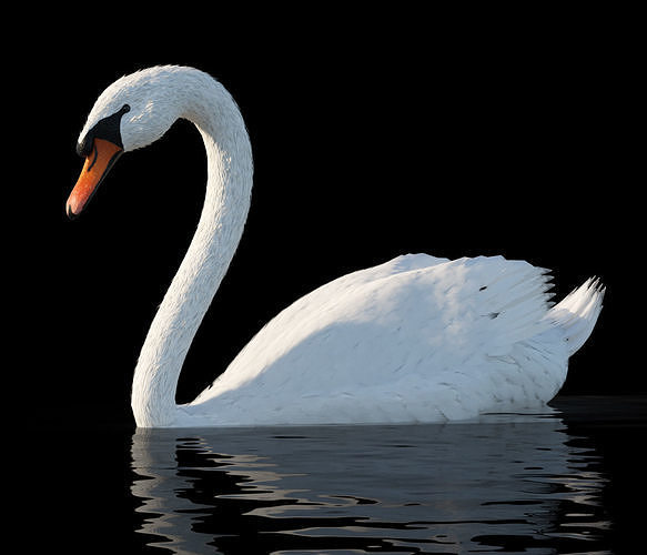 Detail Images Of White Swans Nomer 24