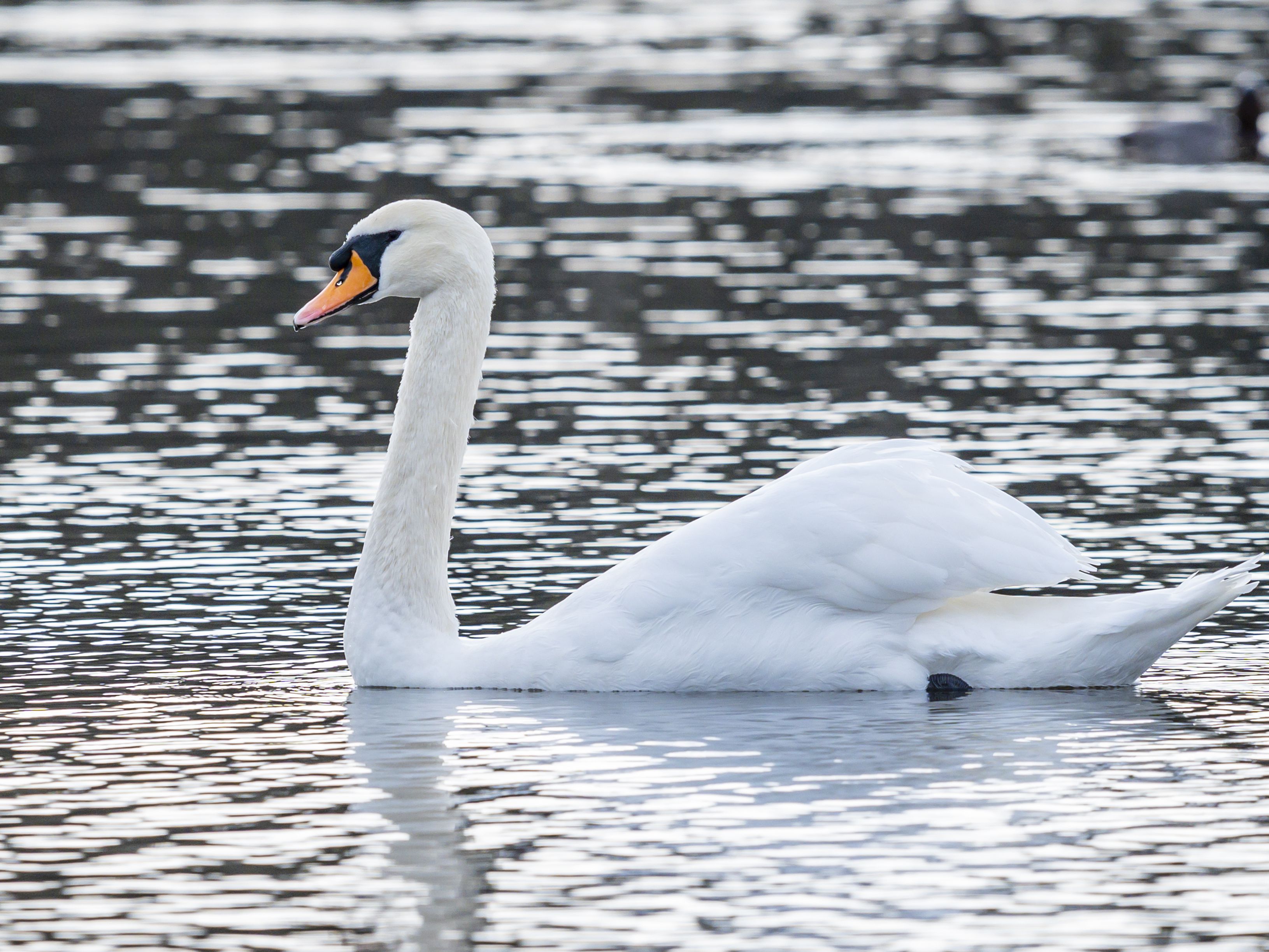 Detail Images Of White Swans Nomer 25