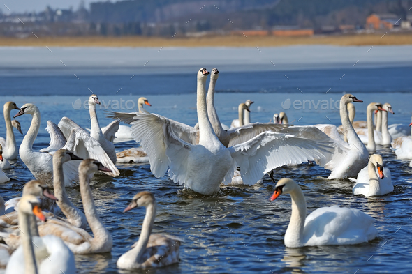 Detail Images Of White Swans Nomer 52