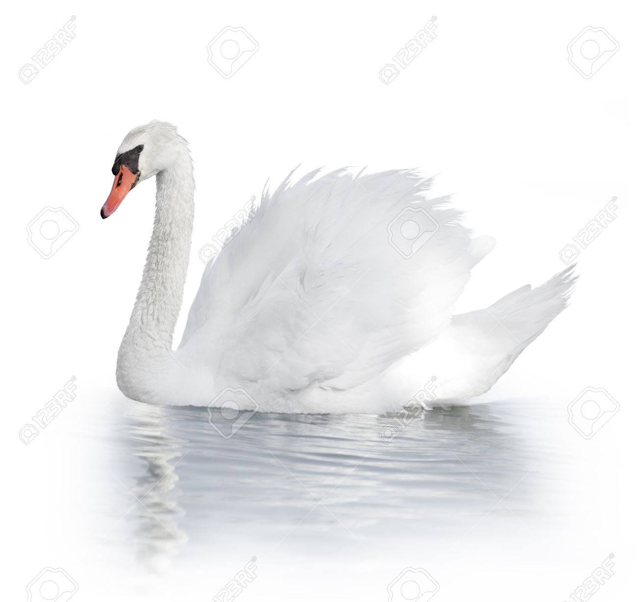 Detail Images Of White Swans Nomer 7