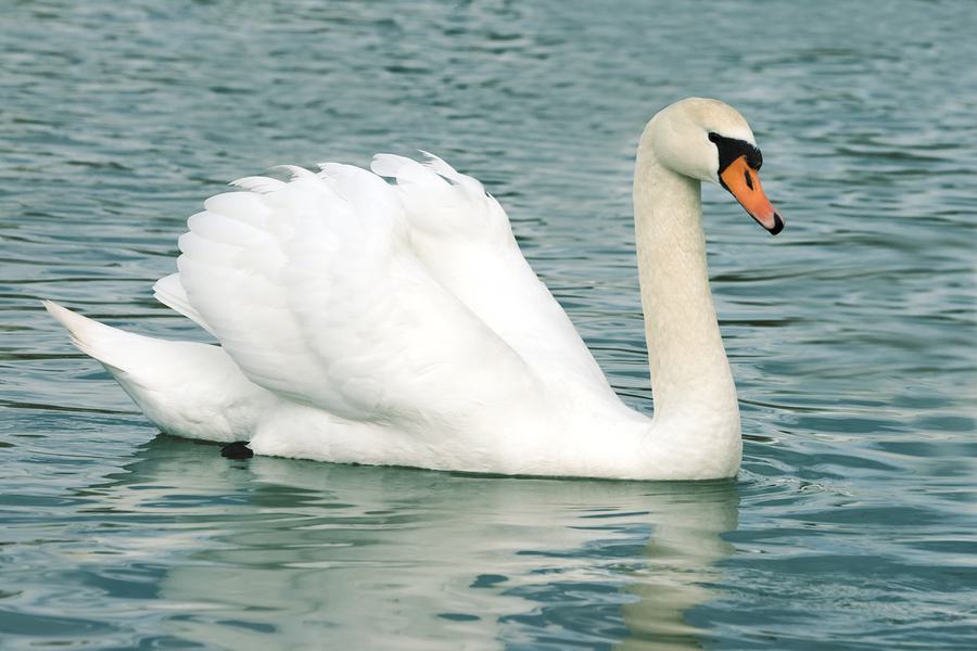 Detail Images Of White Swans Nomer 8