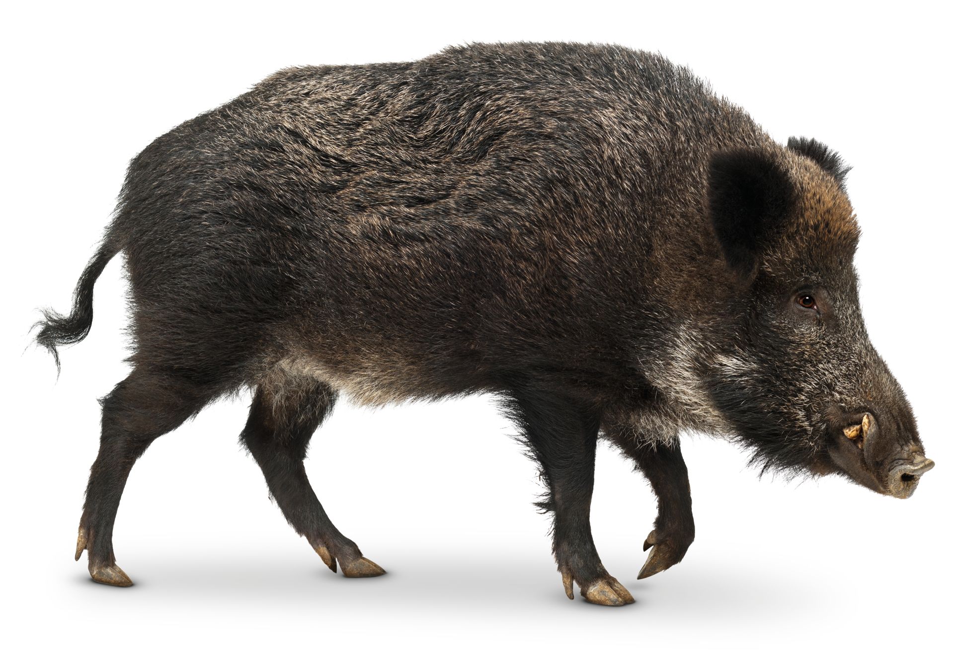 Images Of Wild Pigs - KibrisPDR