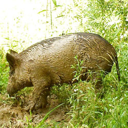 Detail Images Of Wild Pigs Nomer 49