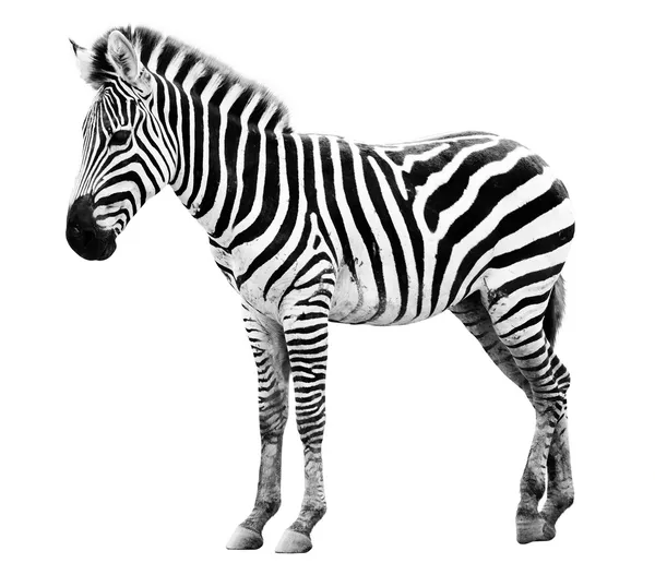 Detail Images Of Zebra Nomer 13
