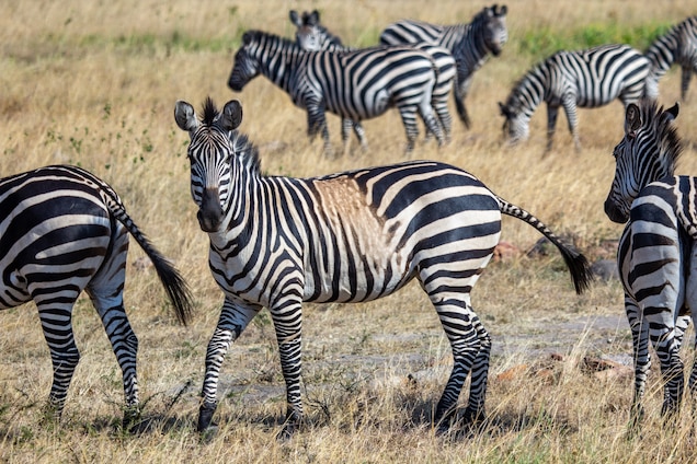 Detail Images Of Zebra Nomer 28