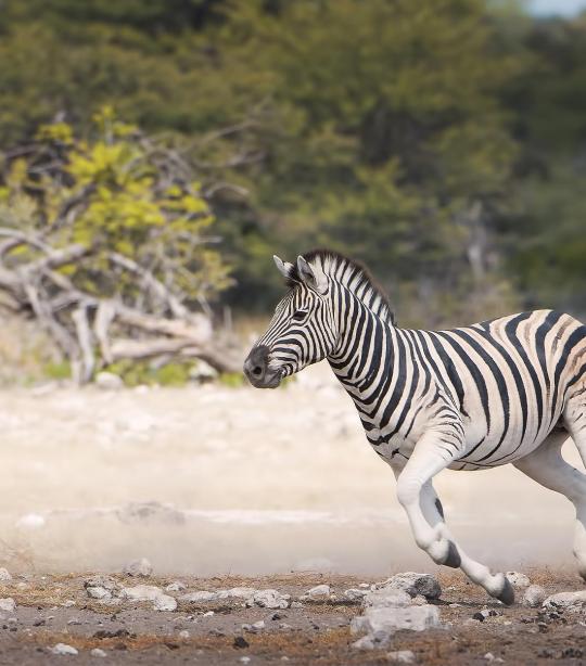 Detail Images Of Zebra Nomer 38