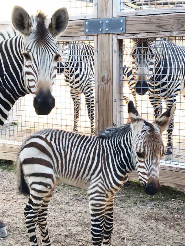 Detail Images Of Zebra Nomer 40