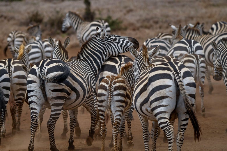 Detail Images Of Zebra Nomer 46