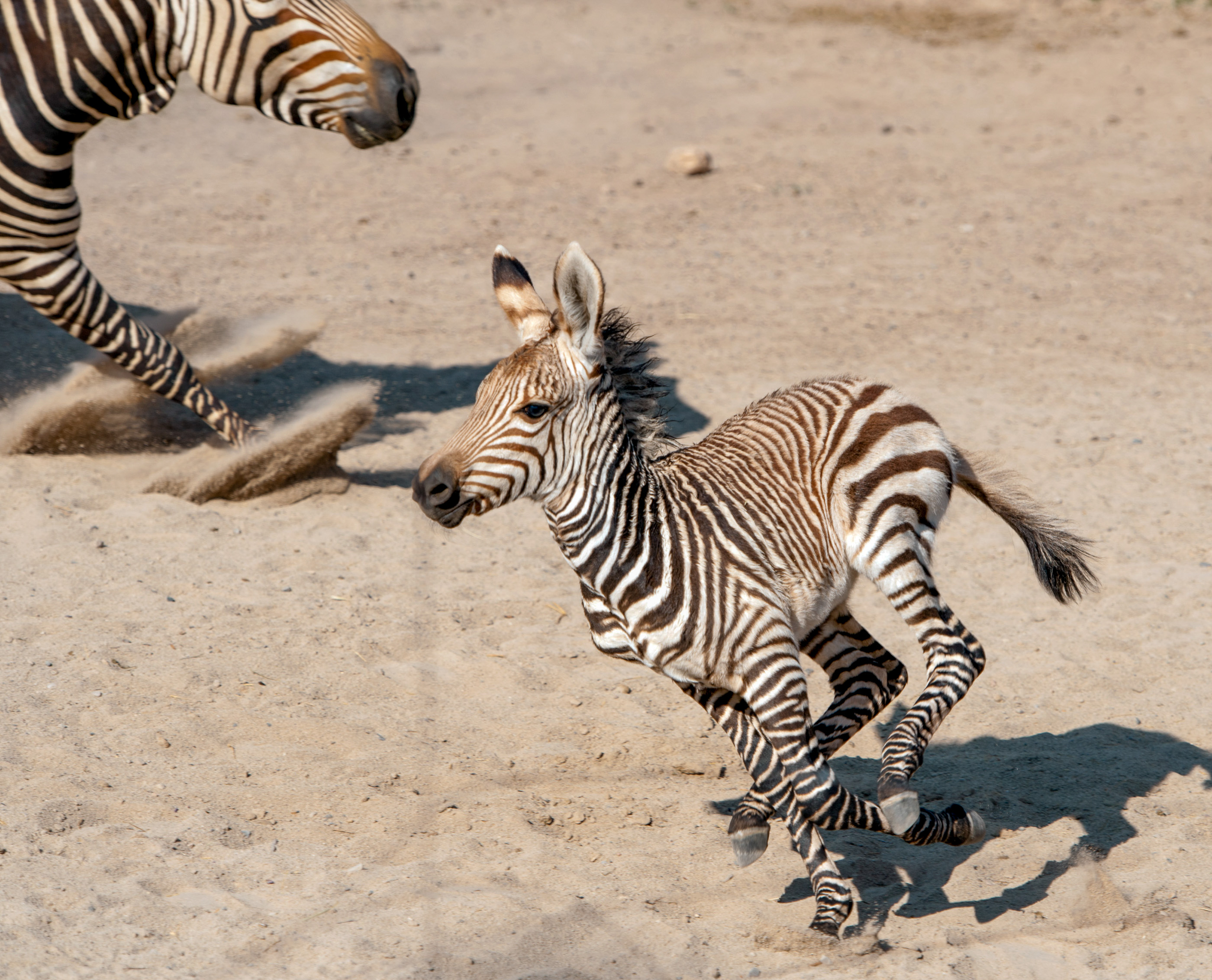 Detail Images Of Zebra Nomer 49