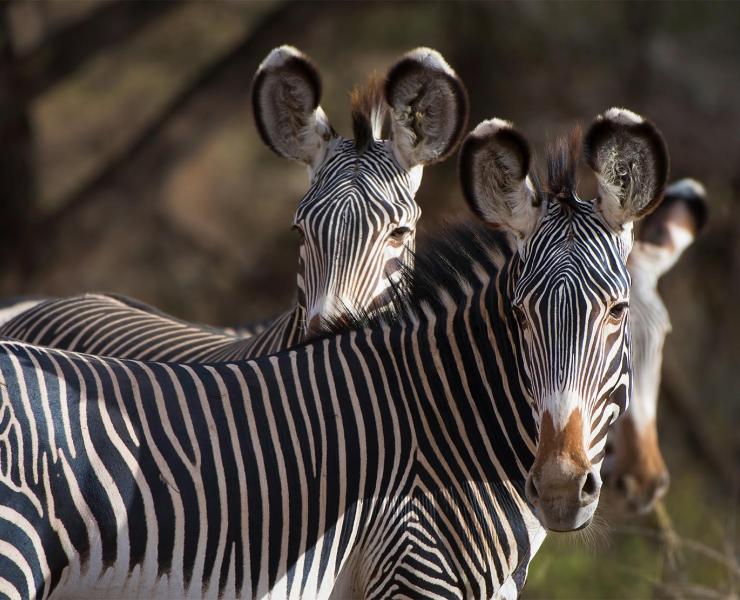 Detail Images Of Zebra Nomer 58