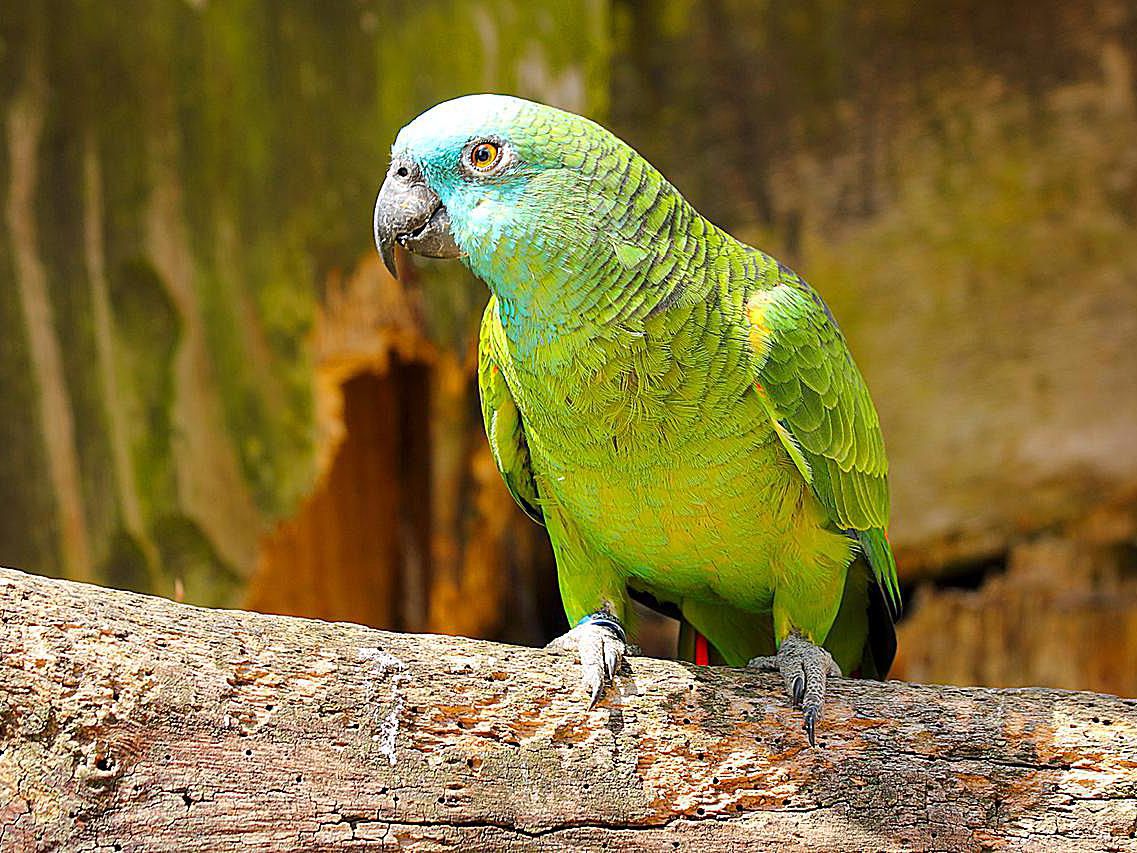 Detail Images Parrot Nomer 25