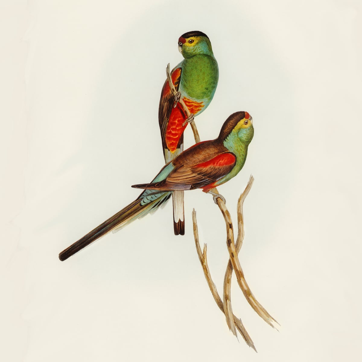 Detail Images Parrot Nomer 29