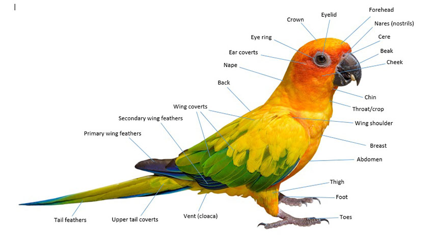 Detail Images Parrot Nomer 52