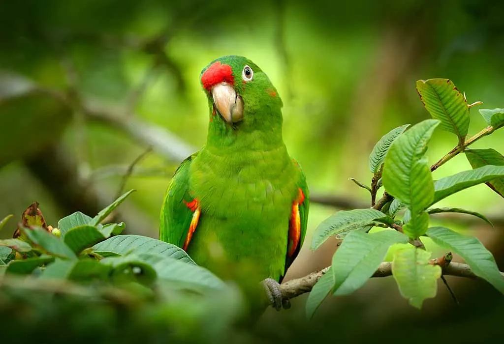 Detail Images Parrots Nomer 20