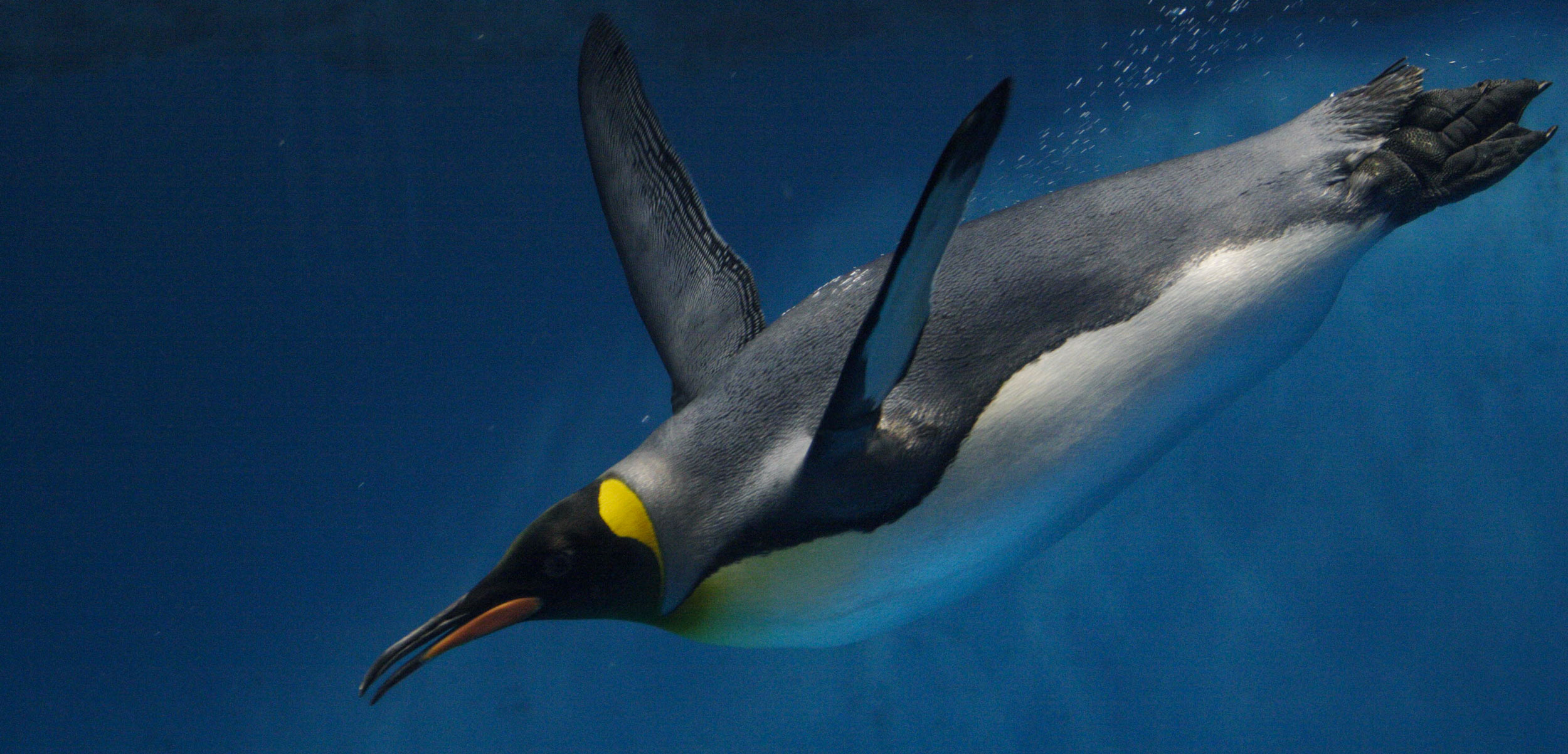 Detail Images Penguins Nomer 21