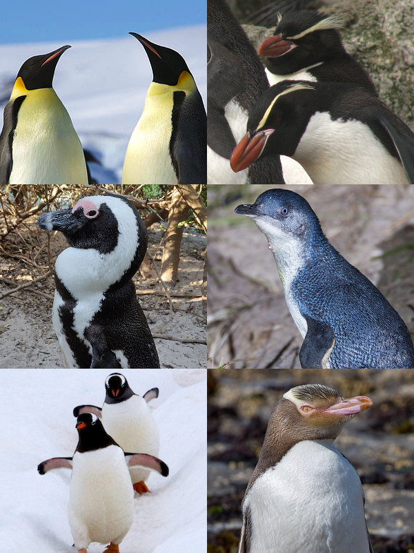 Detail Images Penguins Nomer 5