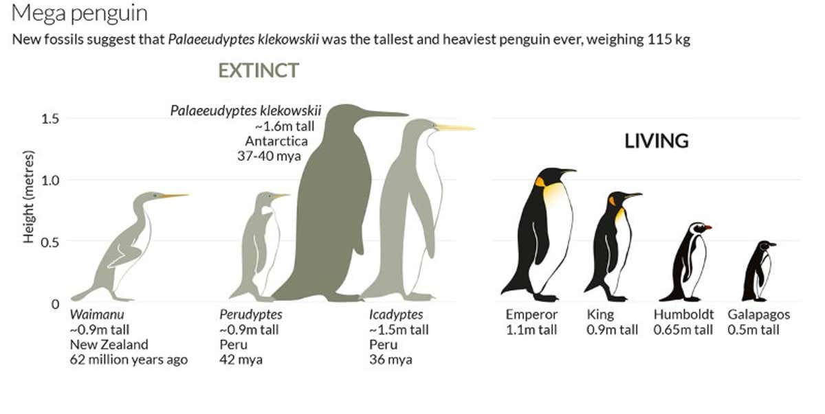 Detail Images Penguins Nomer 57